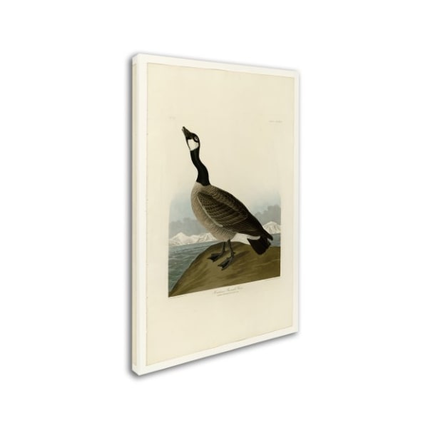 Audubon 'Hutchins Barnacle Gooseplate 277' Canvas Art,16x24